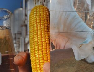 Etanol de milho impulsiona a Produção de Carne no Brasil