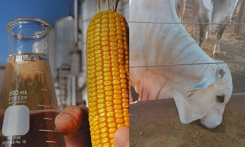 Indústria do etanol de milho impulsiona a produção de carne no Brasil