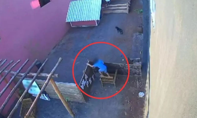 Desumano: cr1ança invade hospital veterinário, pula muro e m4ta 23 animais; veja vídeo