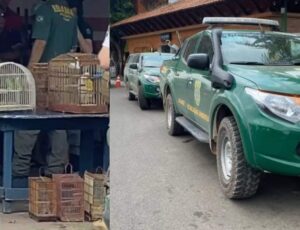 Operação do IBAMA em Itacoatiara resgata pássaros que seriam traficados em gaiolas