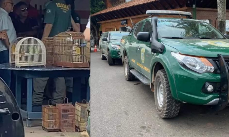 Operação do IBAMA em Itacoatiara resgata pássaros que seriam traficados em gaiolas