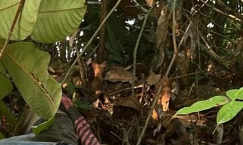 Homem é encontrado morto com golpes de terçado e orelha dilacerada na AM-010; veja vídeo