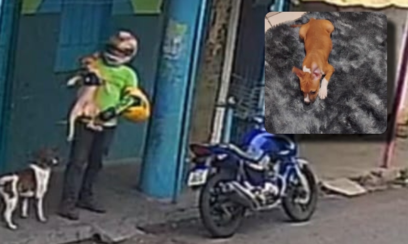 Protejam seus doguinhos! Motoqueiro é flagrado levando cachorro no bairro Coroado; veja vídeo