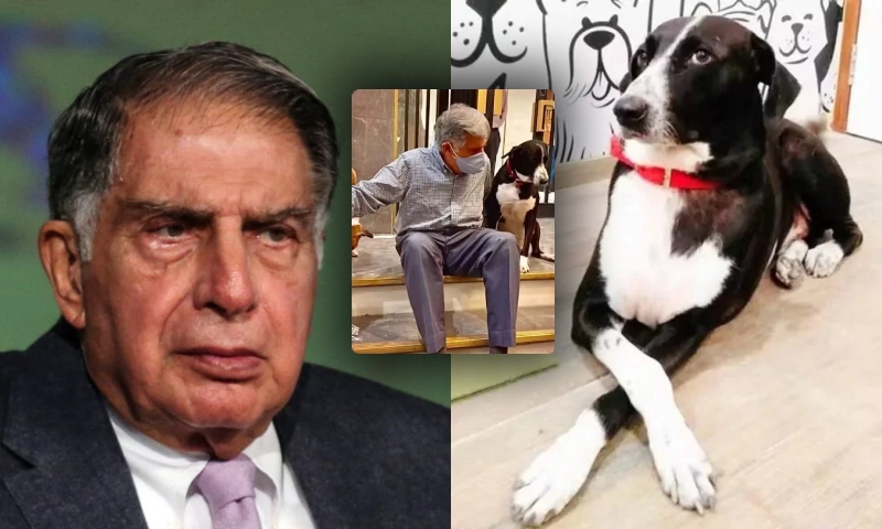 Milionário dono da Jaguar morre e deixa fortuna milionária para seu cachorro