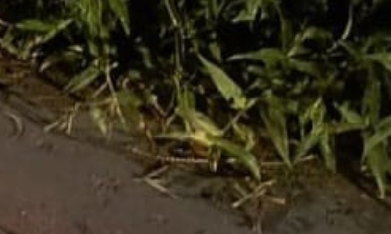 Urgente: homem que devia agiota é baleado no bairro Santo Agostinho; veja