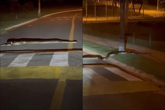 Veja momento em que sucuri de 3 metros é flagrada atravessando a rua