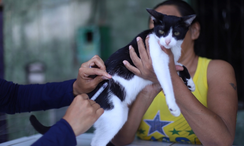 Campanha de vacinação antirrábica em animais segue até dezembro em Manaus; saiba mais