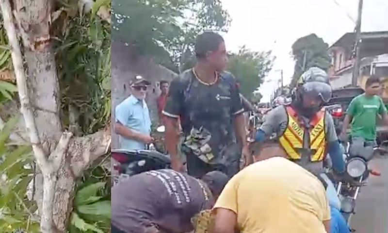 Ventania derruba árvore e homem fica em estado gravíssimo em Manacapuru; veja vídeo