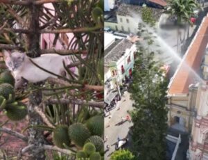 Bombeiros usam jato d'água e fazem gato cair de uma altura de mais de 35 metros; veja vídeo