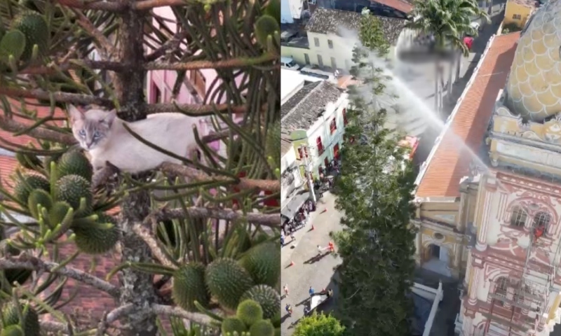 Bombeiros usam jato d’água e fazem gato cair de uma altura de mais de 35 metros; veja vídeo