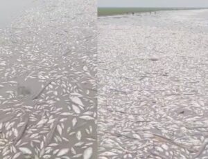 Tragédia ambiental: milhares de peixes aparecem mortos em lago no Pará; veja vídeo