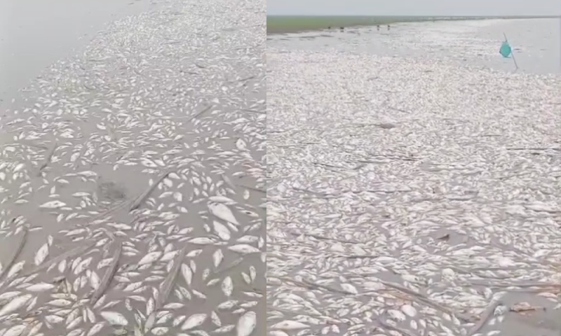 Tragédia ambiental: milhares de peixes aparecem mortos em lago no Pará; veja vídeo