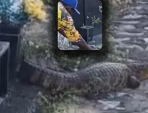 Tudo filmado: jacaré ataca homem dentro de cemitério; veja vídeo