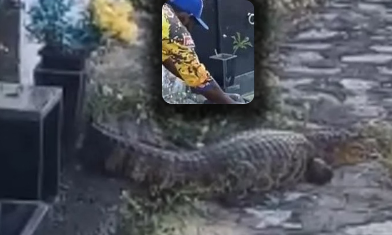 Tudo filmado: jacaré ataca homem dentro de cemitério; veja vídeo