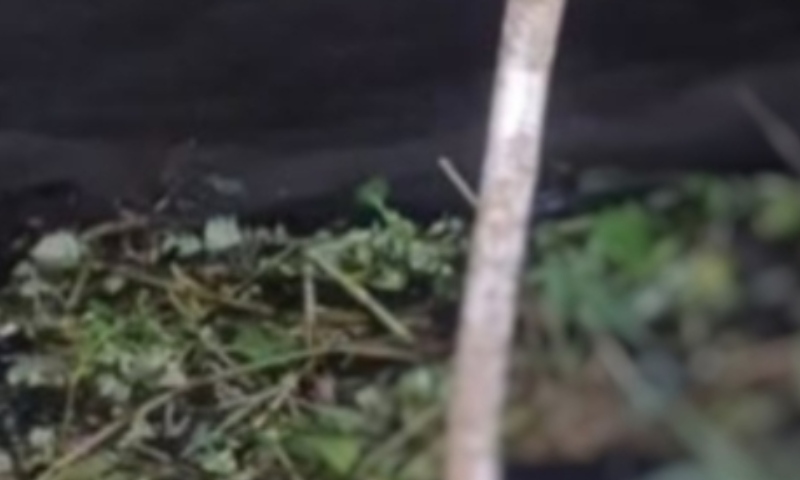 Corpo é encontrado boiando e sendo devorado por peixes em Coari