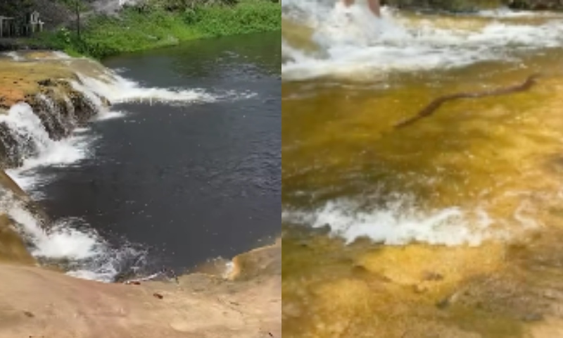 Cobra é flagrada nadando em cachoeira em Presidente Figueiredo; veja vídeo