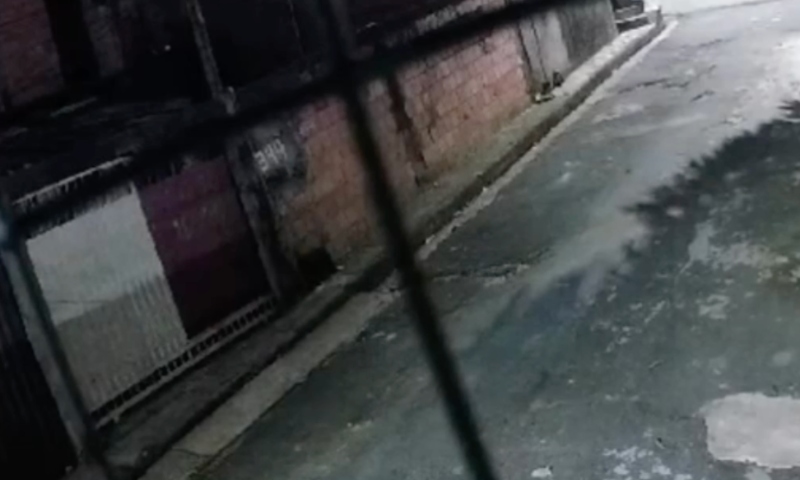 Crueldade: homem é flagrado esquartejando cachorro em Manaus; veja vídeo