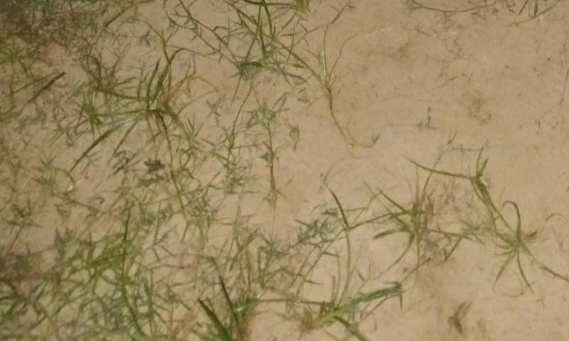 Homem é morto a pauladas em comunidade de Manacapuru; veja