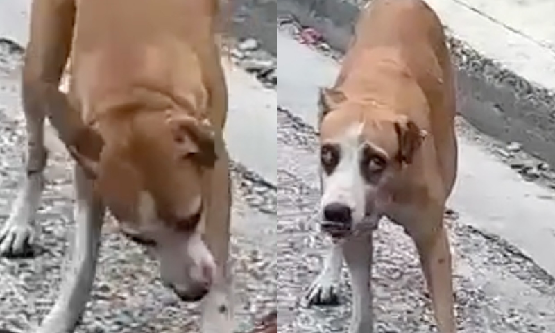 Cachorro esfomeado devora cadáver de homem no meio da rua; veja vídeo