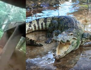 Dois ataques de jacarés são registrados no Amazonas; pescador perde braço; veja vídeo