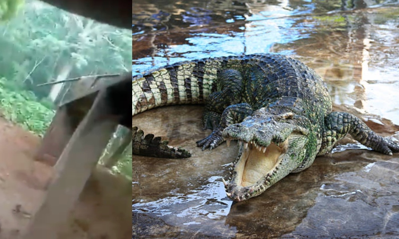 Dois ataques de jacarés são registrados no Amazonas; pescador perde braço; veja vídeo