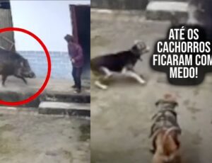 Idosa morre após ser atacada por Porco do Mato, o perigoso "Javali Queixada"; veja vídeo