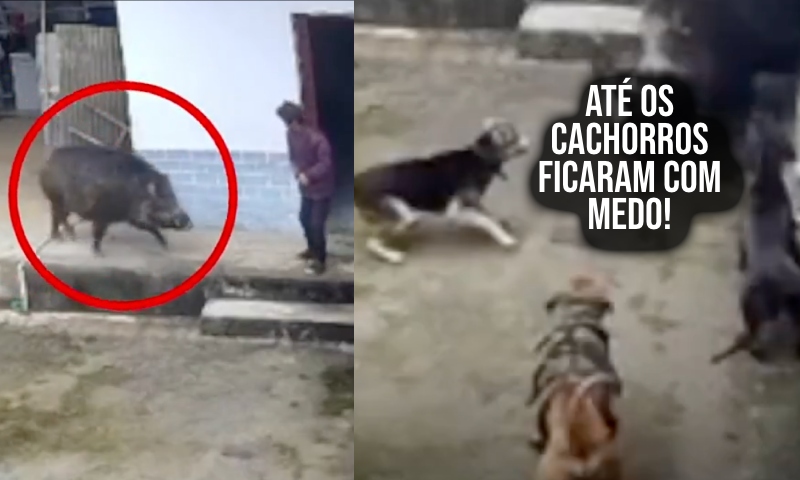 Idosa morre após ser atacada por Porco do Mato, o perigoso “Javali Queixada”; veja vídeo