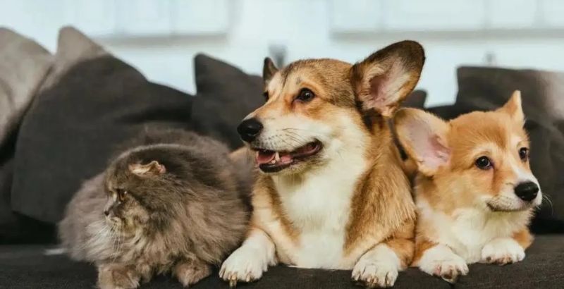 Senado aprova criação de cadastro nacional de animais de estimação