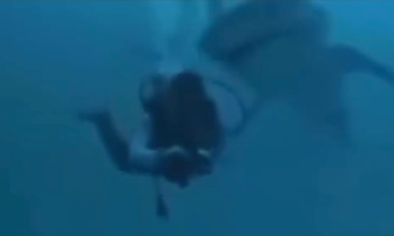 Turista escapa de forma milagrosa após tubarão-tigre atacar sua cabeça; veja vídeo
