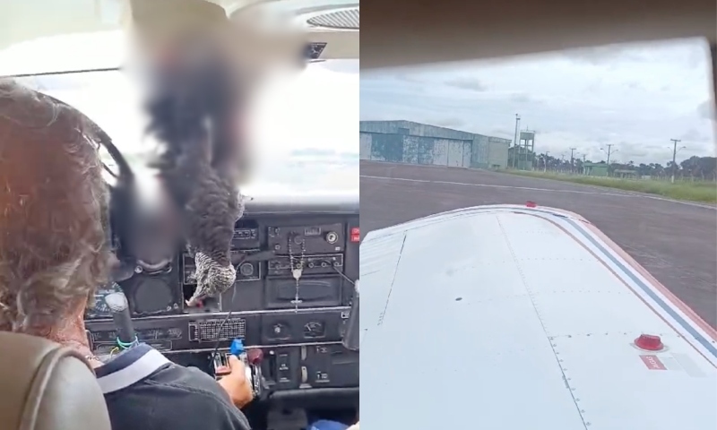 Urubu colide contra avião e fica preso na vidraça da cabine dos pilotos em Eirunepé; veja vídeo