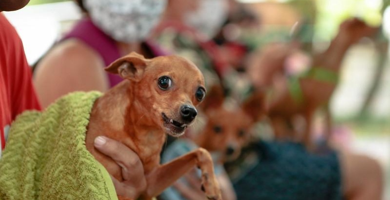 Tribunal de Justiça do Amazonas promove ação social para pets nesta sexta-feira (6)