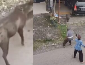 Tudo filmado: idoso fica entre a vida e a morte após ser atacado por javali; vídeo
