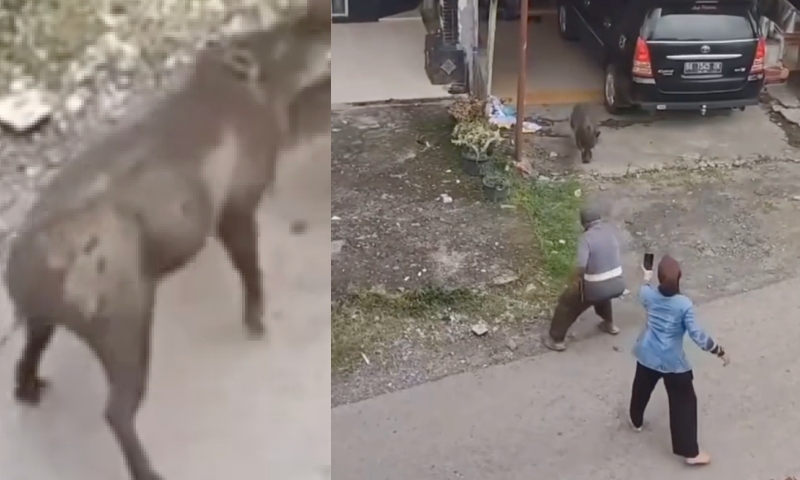 Tudo filmado: idoso fica entre a vida e a morte após ser atacado por javali; vídeo