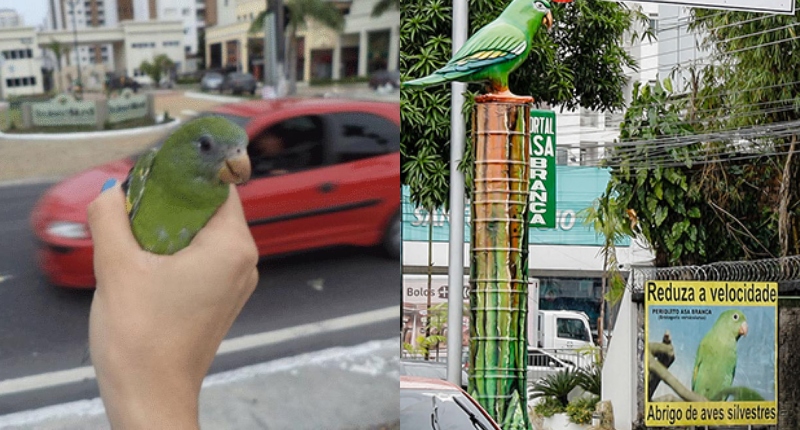 MP-AM abre inquérito para investigar mortes de pássaros na av. Ephigênio Salles