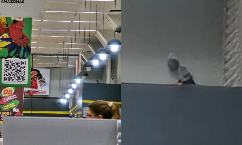 Cliente filma pombo dentro do DB da Ponta Negra: “tá morando em cima do açougue!”; veja vídeo