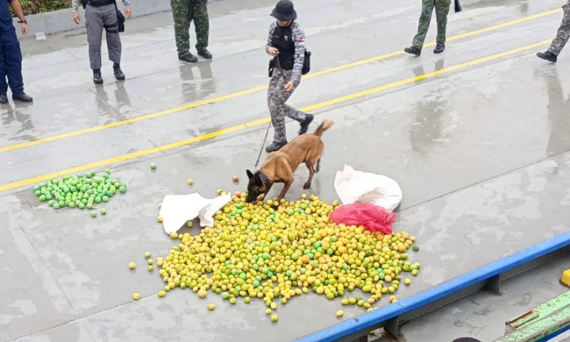 “O corre azedou!”: 37 kg de cocaína em formato de limão são apreendidos em barco no Amazonas