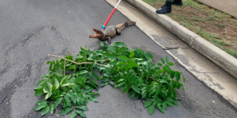Batalhão Ambiental resgata filhote de jacaré gravemente ferido em Manaus