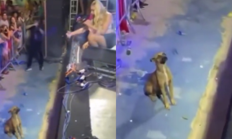 Cantora Taty Girl cancela uso de fogos de artifício em seu show após ver cachorro caramelo na plateia; veja vídeo
