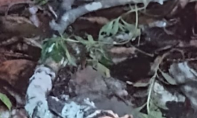 Homem é estrangulado até a morte e tem corpo jogado no Ramal da Praia Dourada