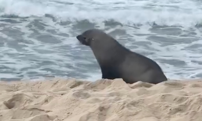 Lobo-marinho faz aparição inesperada em praia do Brasil e vira sensação entre turistas; veja vídeo