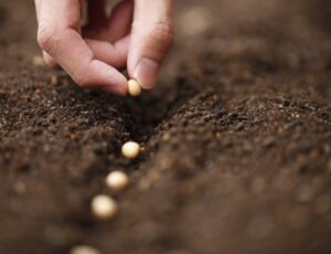 Período para semeadura de Soja no Amazonas termina no sábado (21/12)