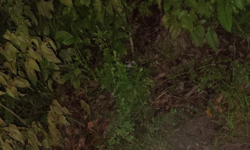 Traficantes torturam homem até a morte e tocam fogo no corpo em ramal de Manaus; veja