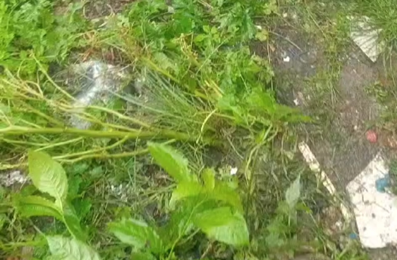 Moradores se assustam ao descobrirem o que tinha atrás de muro na Redenção; veja vídeo