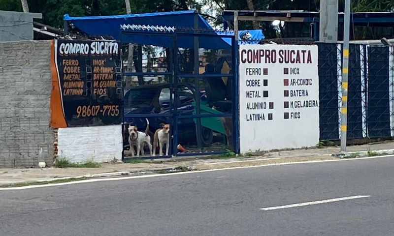 Mulher e criança são atacadas por pitbulls na Avenida Boulevard Álvaro Maia; veja vídeos