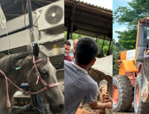 "De partir o coração": descaso no Haras Nilton Lins causa morte em massa de cavalos em Manaus