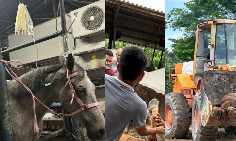 “De partir o coração”: descaso no Haras Nilton Lins causa morte em massa de cavalos em Manaus; veja vídeos