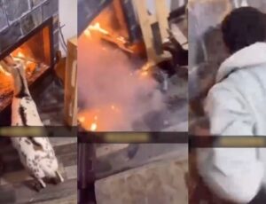 Cabras olham para o fogo em chaminé e tentam "virar churrasco"; veja vídeos