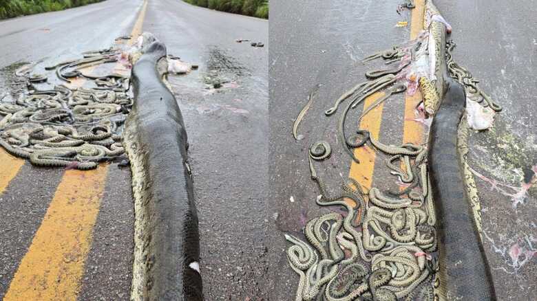 Sucuri grávida é atropelada e espalha dezenas de filhotes pela rodovia; veja vídeo