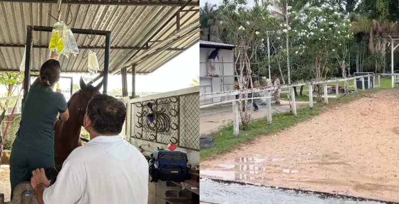 Sobe para 25 o número de cavalos mortos em Manaus e investigação sobre envenenamento avança