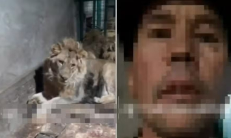 Desesperador: funcionário de zoológico é devorado vivo por leões ao gravar vídeo para impressionar a namorada; veja